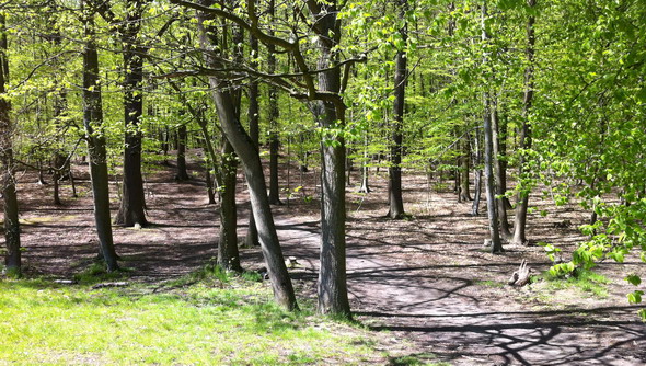 bois de clamart senderos bois de clamart senderos Rencuentro con el bosque después de una larga ausencia
