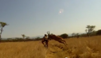 ciclista BTT atropellado por un antilope africano